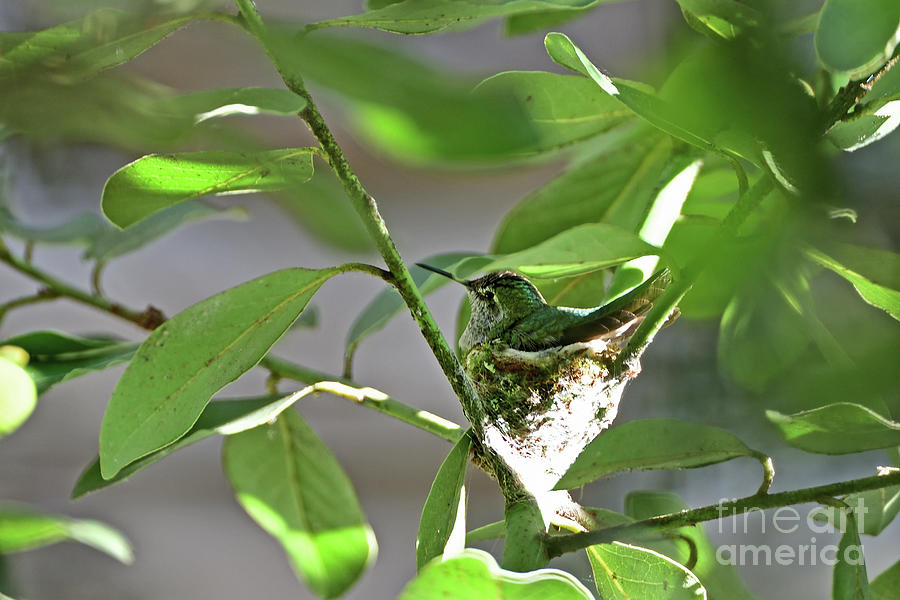 Annas Hummingbird #16 Photograph by Amazing Action Photo Video