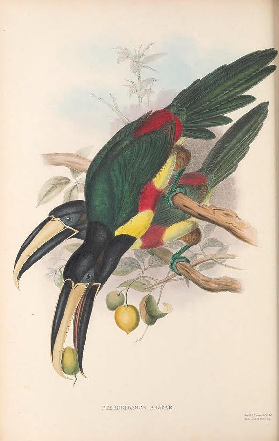 Antique Toucan Illustrations #14 Mixed Media by World Art Collective