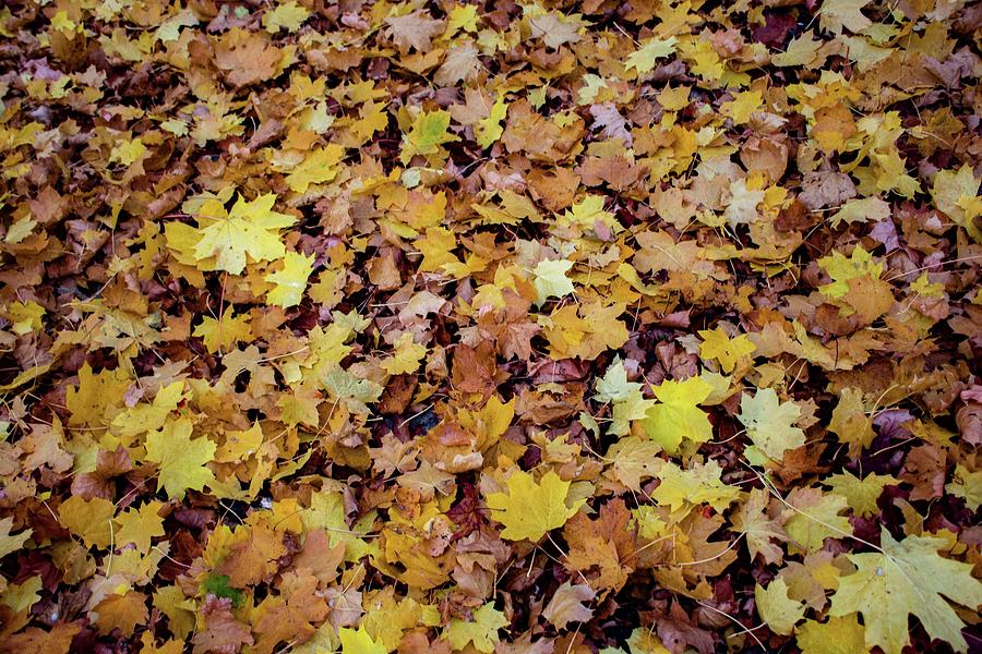 Autumn #14 Photograph by Robert Grac