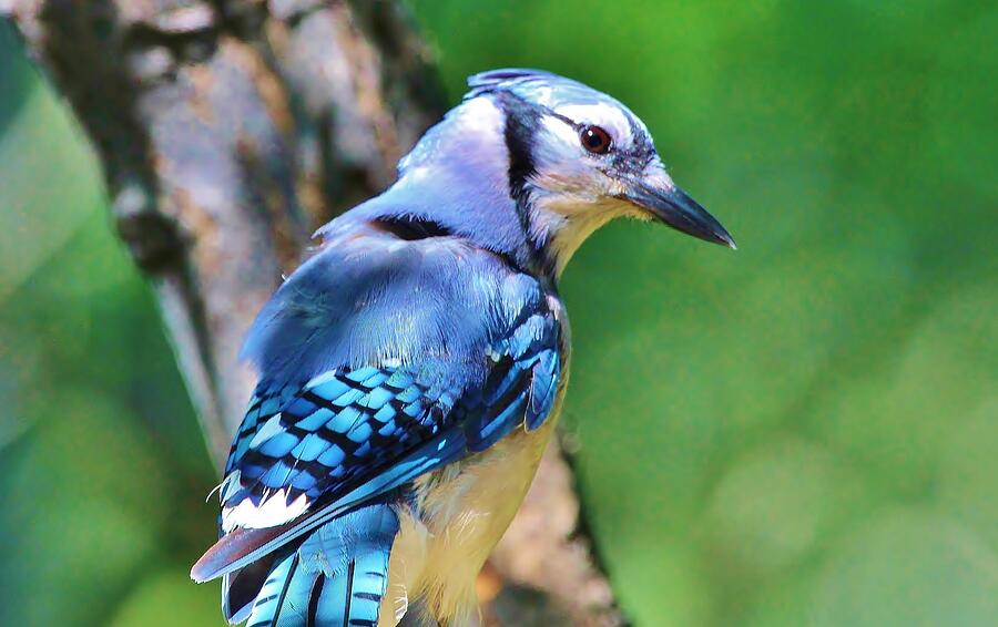 Bird #14 Photograph by John Walsh Bird #14 Photograph by John Walsh