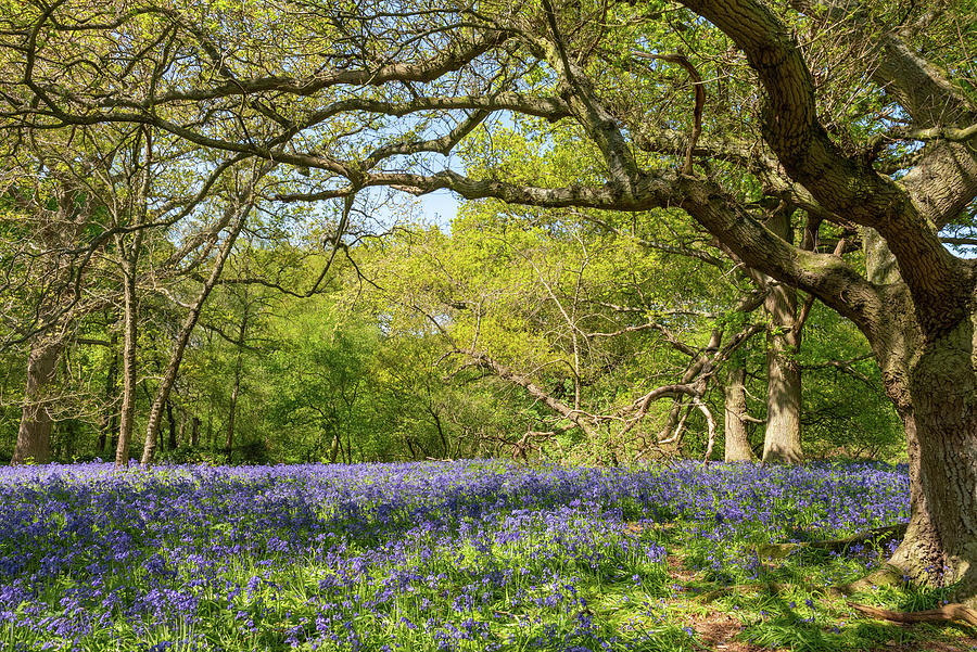 Bluebell woods #14 Photograph by Gary Eason