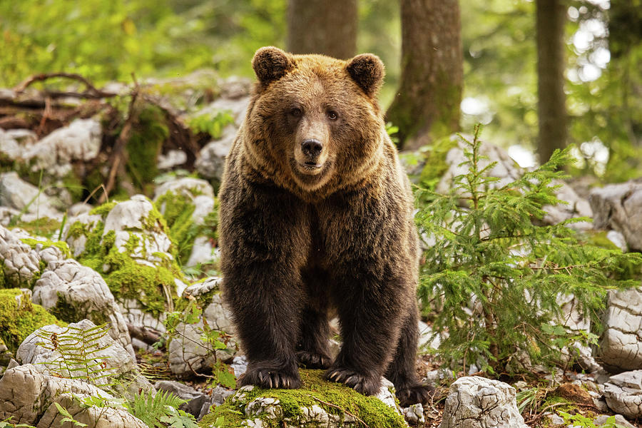 Brown Bear in Slovenia #14 Photograph by Ian Middleton