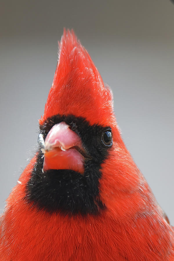 Cardinal #14 Photograph by Brook Burling