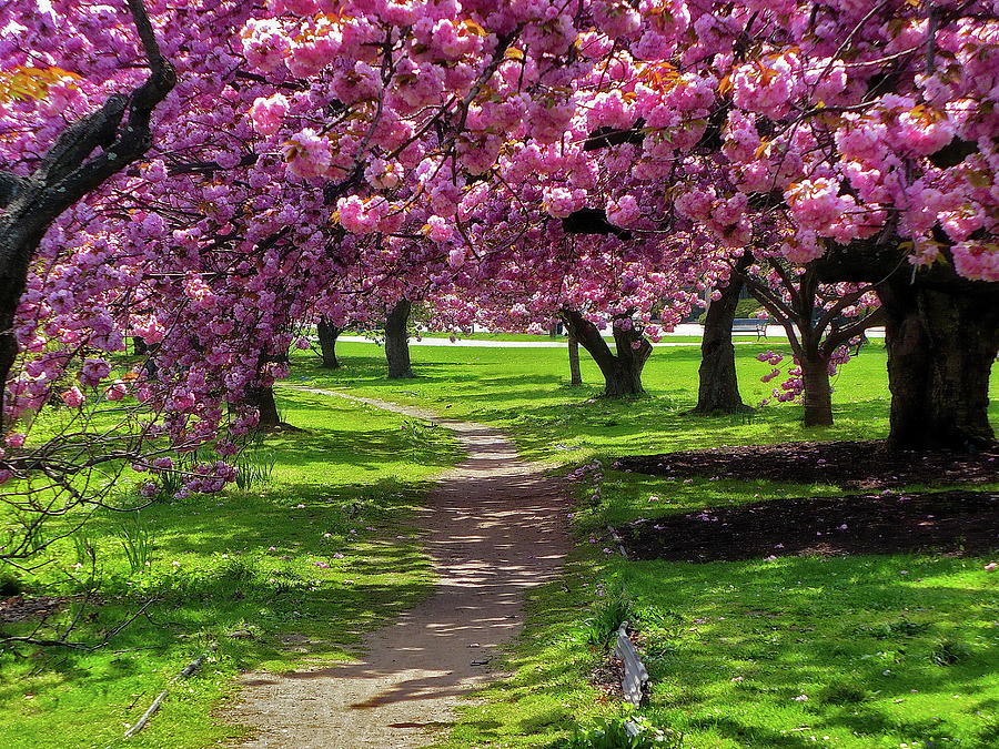 Cherry Blossom Trees Photograph