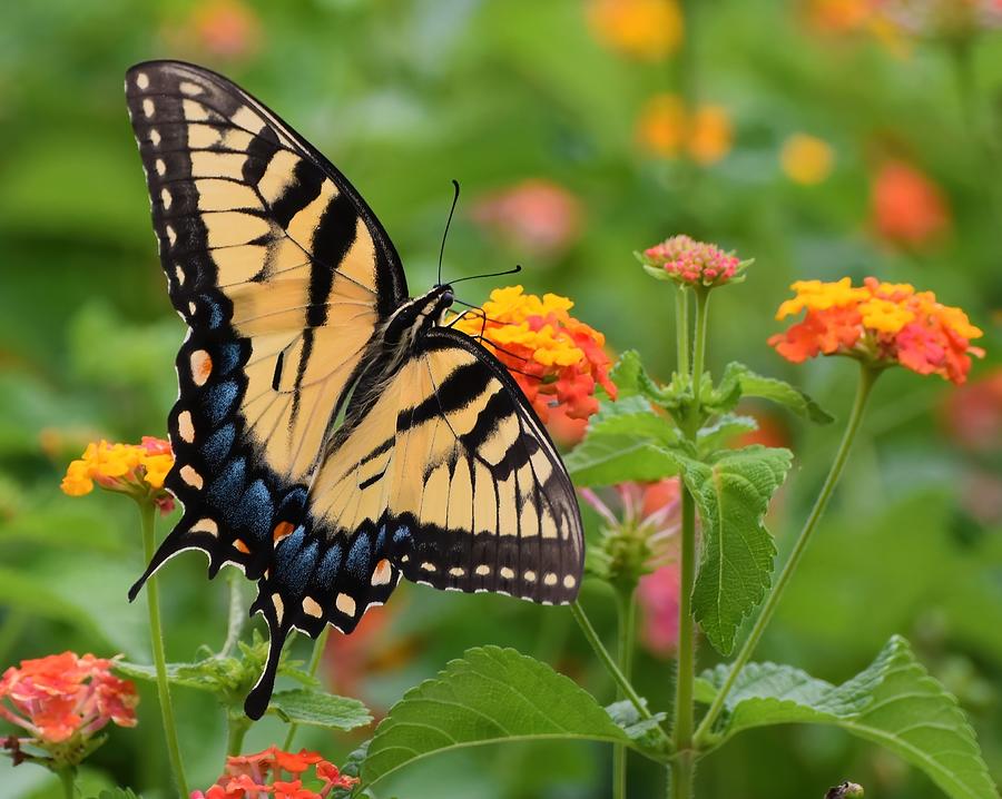 Eastern Tiger Swallowtail Photograph by Chip Gilbert - Fine Art America