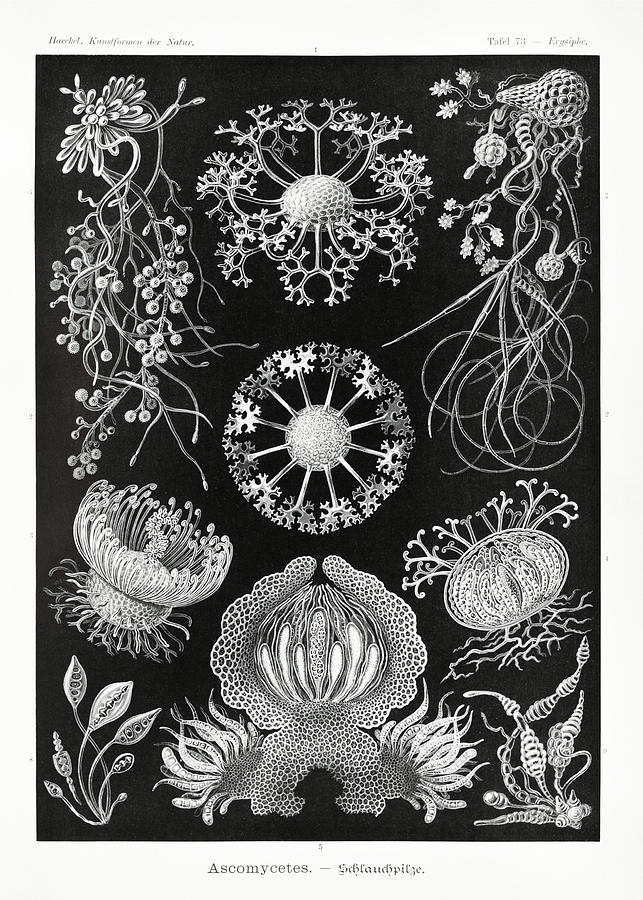 Ernst Haeckel Illustrations #14 Mixed Media by World Art Collective