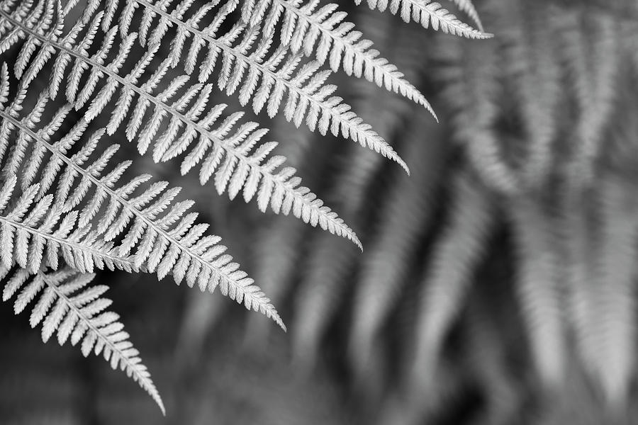 Ferns #14 Photograph by Alan Copson