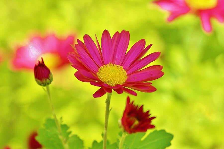 Flower #14 Photograph by John Walsh Flower #14 Photograph by John Walsh