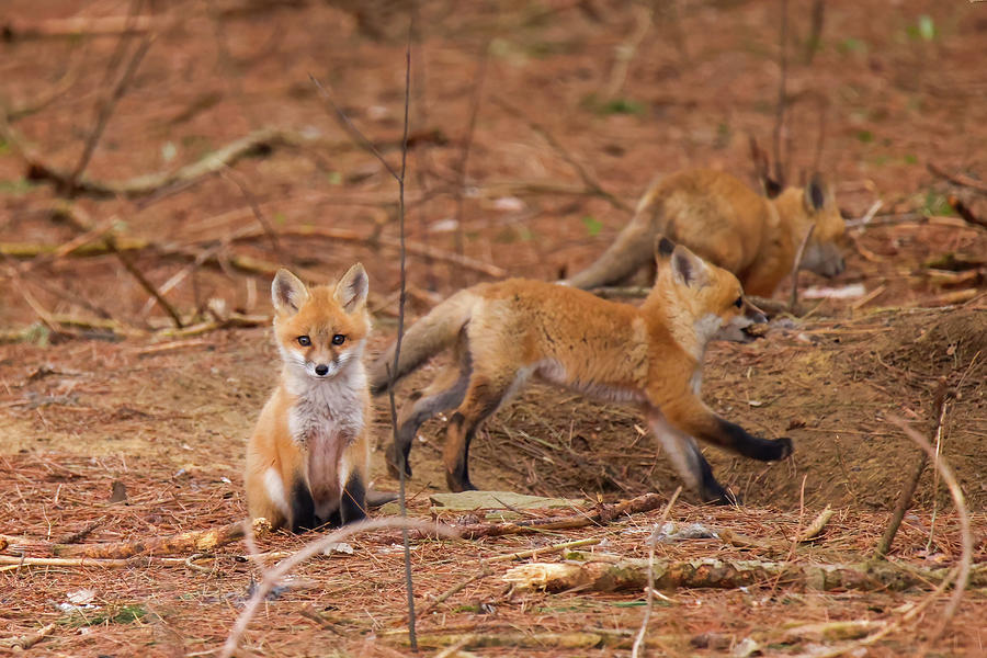 Fox Kits #14 Photograph by Brook Burling