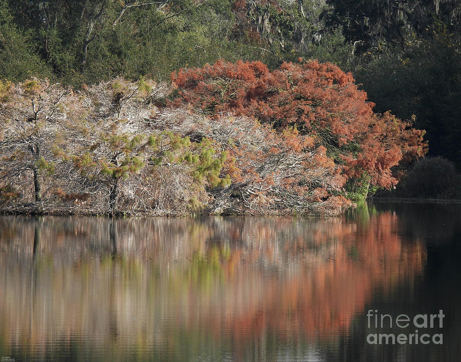 14 Harris Neck NWR Photograph by Lizi Beard-Ward - Fine Art America