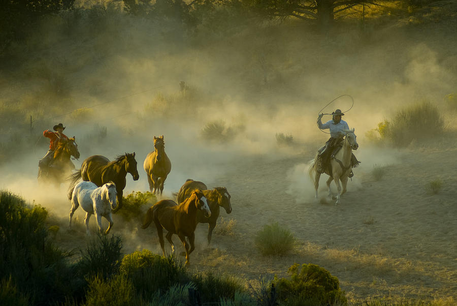 Horses #14 Photograph by GaryAlvis