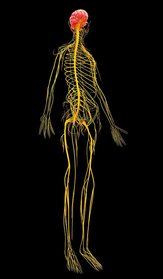 Human nervous system, computer artwork. #14 Photograph by Shubhangi Ganeshrao Kene