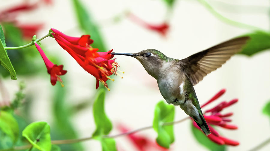 Hummingbird #14 Photograph by Jeffrey PERKINS