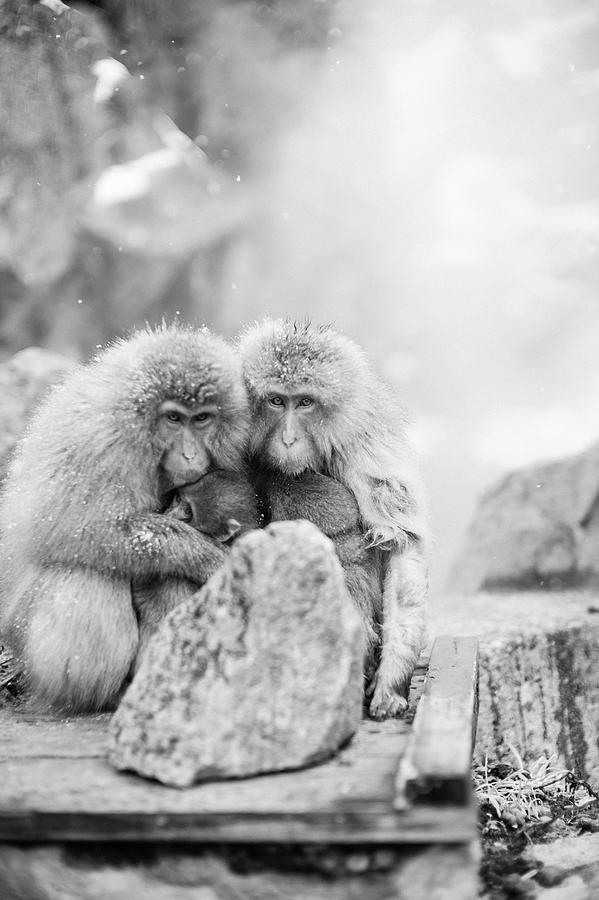 Animal Photograph -  Jigokudani Monkey Park, Nagano, Japan #14 by Eugene Nikiforov