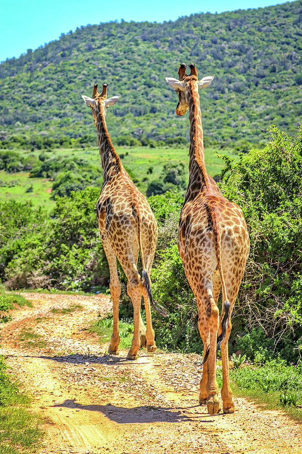 Kariega Game Reserve South Africa #14 Photograph by Paul James Bannerman