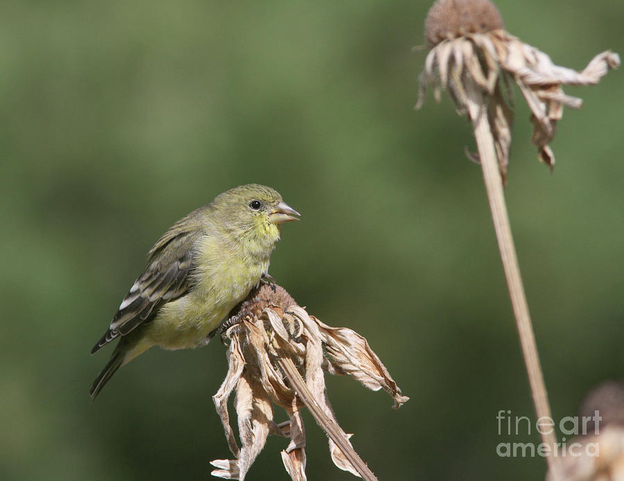 Lesser Goldfinch #14 Photograph by Gary Wing
