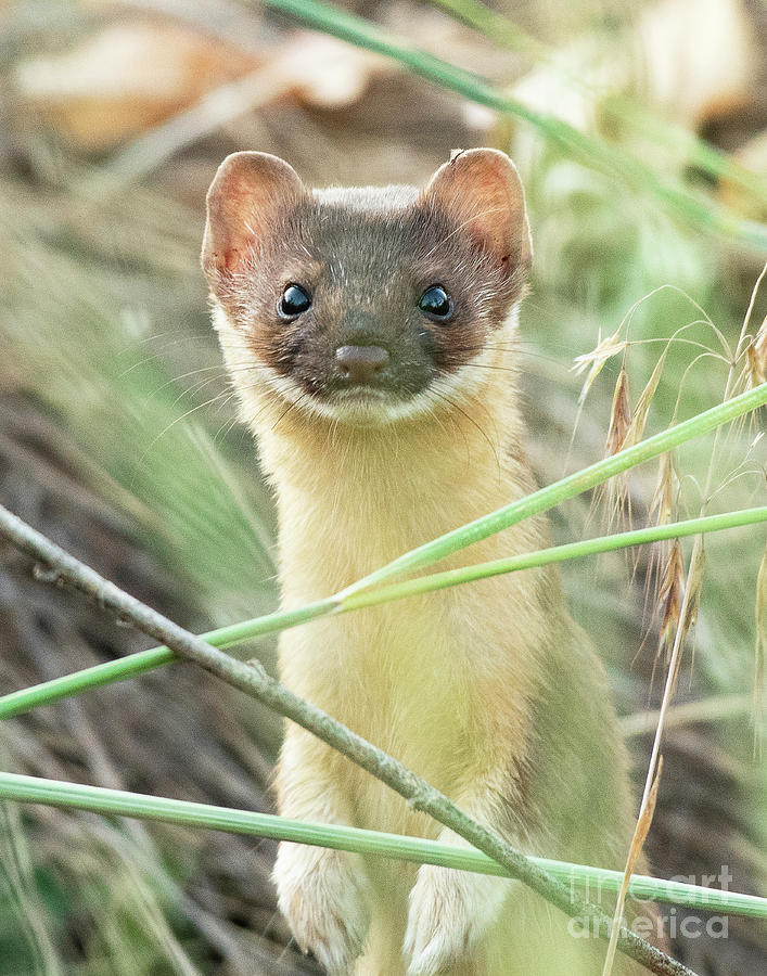 Nature Photograph - Long-tailed Weasel #14 by Dennis Hammer