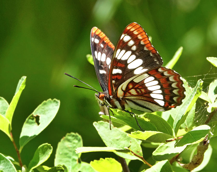 Lorquins Admiral Butterfly Photograph