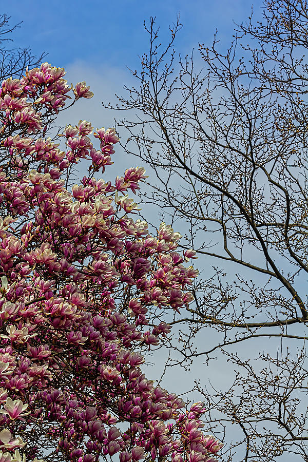 Magnolia Tree #14 Photograph by Robert Ullmann