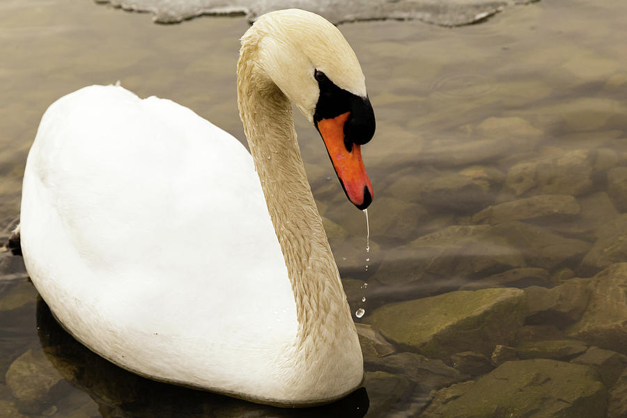 Mute swan #14 Photograph by SAURAVphoto Online Store