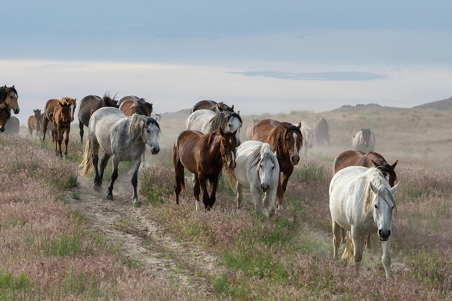 Onaqui Wild Horses #14 Photograph by Wesley Aston