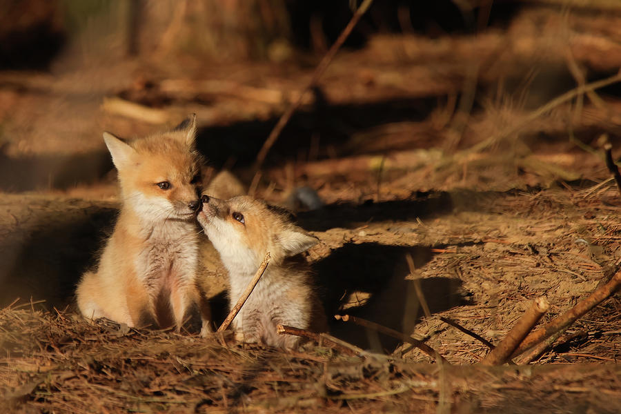Red Fox Kit #14 Photograph by Brook Burling
