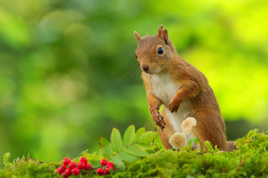 Red Squirrel #14 Photograph by Gavin MacRae