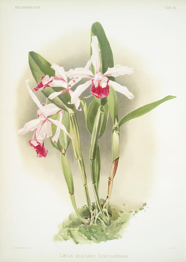 Reichenbachia Orchids #14 Painting by World Art Collective