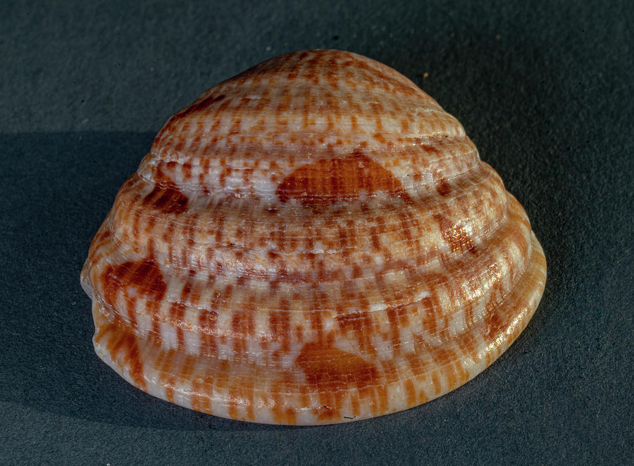 Sea Shells #14 Photograph by Tommy Farnsworth