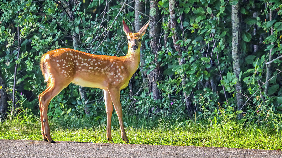 Shubenacadie Provincial Wildlife Park Nova Scotia Canada Photograph By