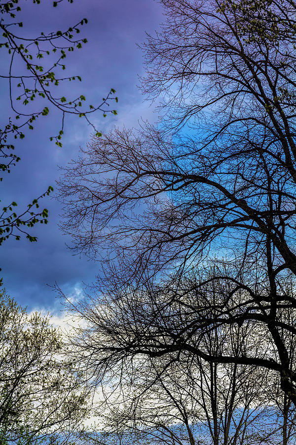 Spring Trees and Rainclouds #14 Photograph by Robert Ullmann