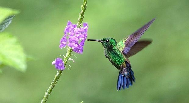 The Native Ancient Indigenous Hummingbird In North America Free High ...