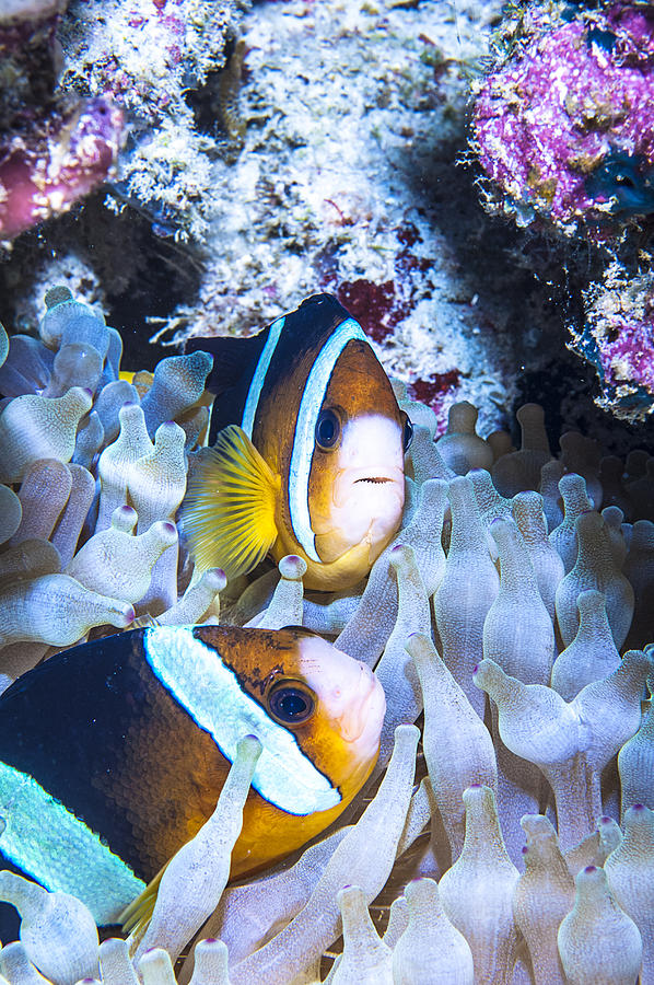 The underwater world of Java Sea, Gili Islands, Lombok, Indonesia. #14 Photograph by Giordano Cipriani