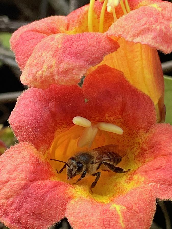 Honeybee Heaven Photograph by Melissa Torres
