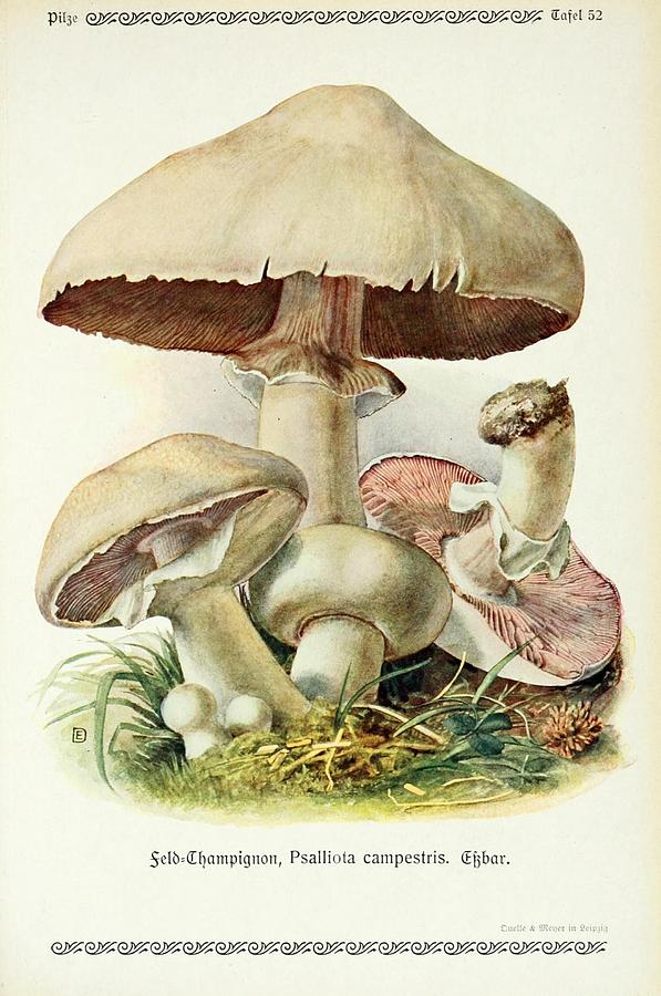 Vintage Fungi Illustrations #14 Mixed Media by World Art Collective