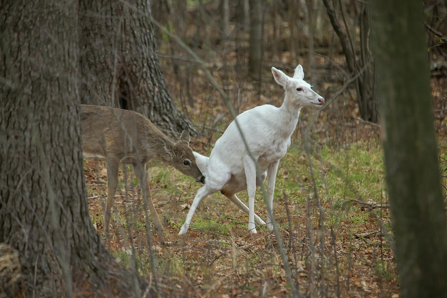 White Deer #14 Photograph by Brook Burling
