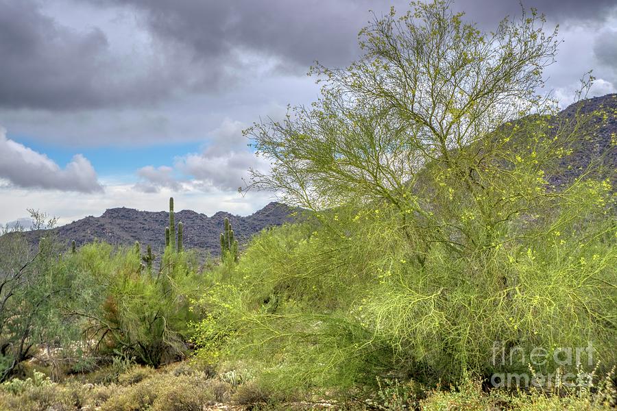 White Tank Mountain Scenes Near Phoenix Arizona #14 Photograph by Kenneth Roberts