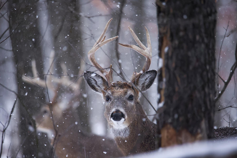 Whitetail Buck #14 Photograph by Brook Burling