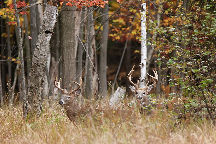 Whitetail Deer #14 Photograph by Brook Burling