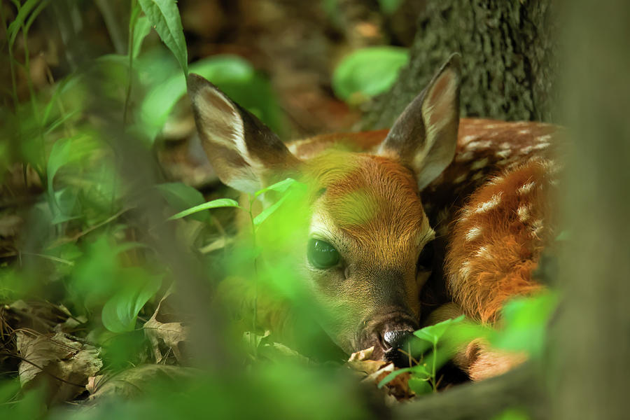 Whitetail Fawn #14 Photograph by Brook Burling