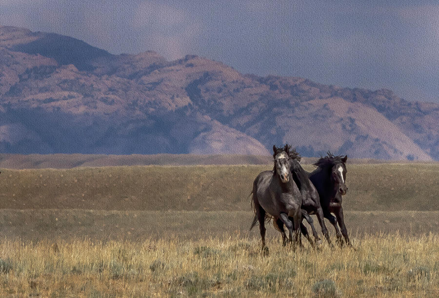 Wild Horses #14 Photograph by Laura Terriere