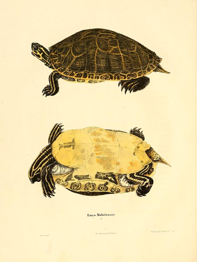 Vintage Turtle and Tortoise illustrations Mixed Media by Beautiful ...