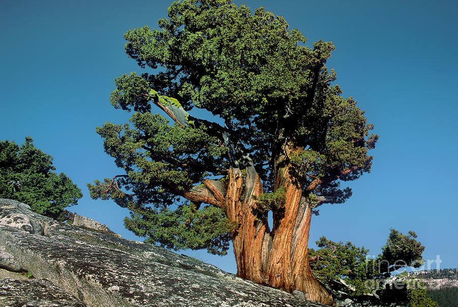 141400002 Western Juniper Juniperus Occidentalis California Photograph by Dave Welling