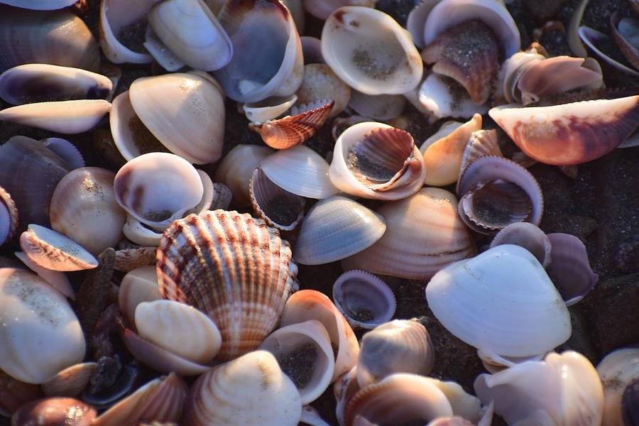 Shells Greece #144 Photograph by GiannisXenos Photography - Fine Art ...