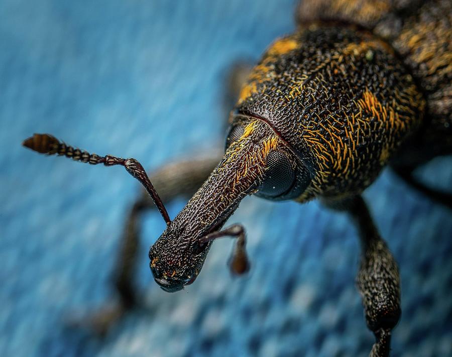 Insects Mixed Media - Stunning close-up photo of insects #144 by Nature Photography