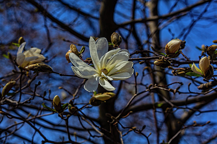 Magnolia Blossoms #146 Photograph by Robert Ullmann