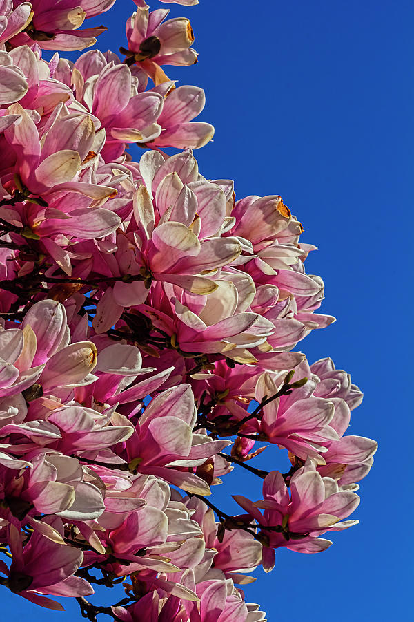 Magnolia Blossoms #147 Photograph by Robert Ullmann