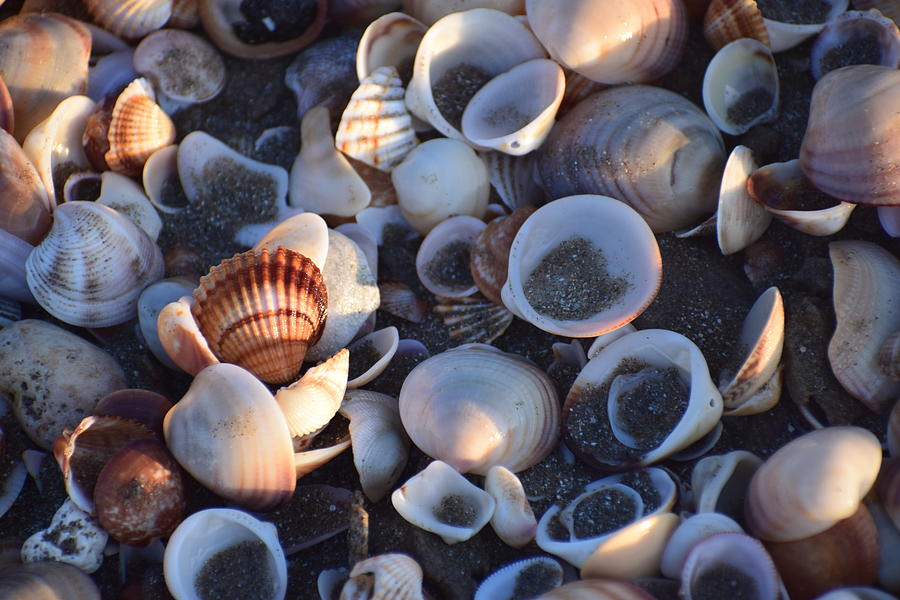 Shells Greece Photograph by GiannisXenos Photography - Fine Art America
