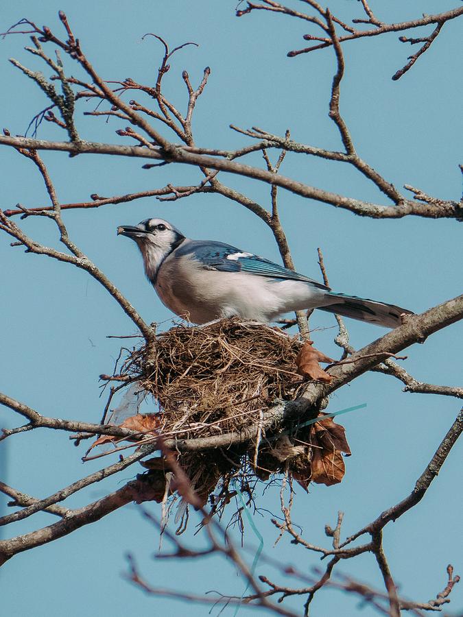Blue Jay Photograph - Nature #1474 by Les Classics