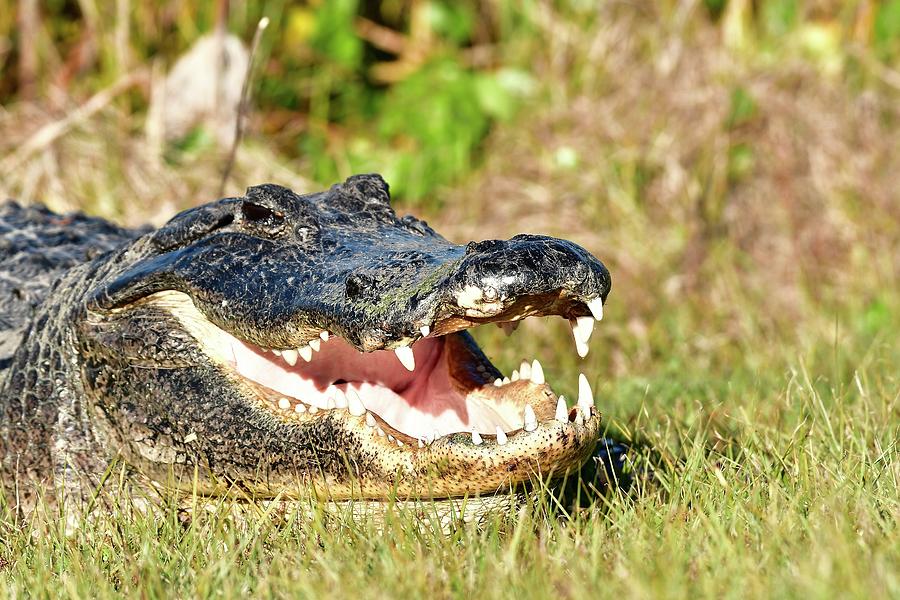Alligator Photograph - American Alligator #15 by David Campione